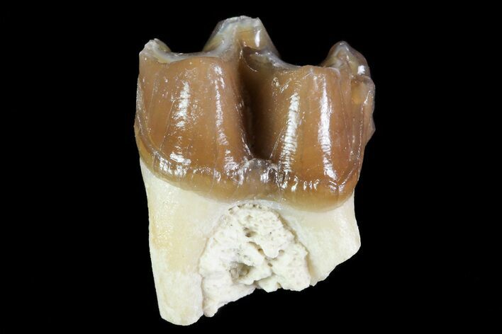 Oligocene Horse (Mesohippus) Tooth - South Dakota #73647